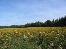 Власти Ульяновской области рассматривают вопрос о повышении кадастровой стоимости земли