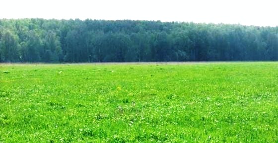 Госдума установила минимальный срок аренды сельскохозяйственных земель