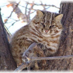 Наталья Викторовна Кочеткова